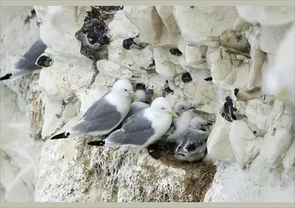 Kittiwake - adults and chicks on a rock ledge - South Downs - East Sussex Coast - UK