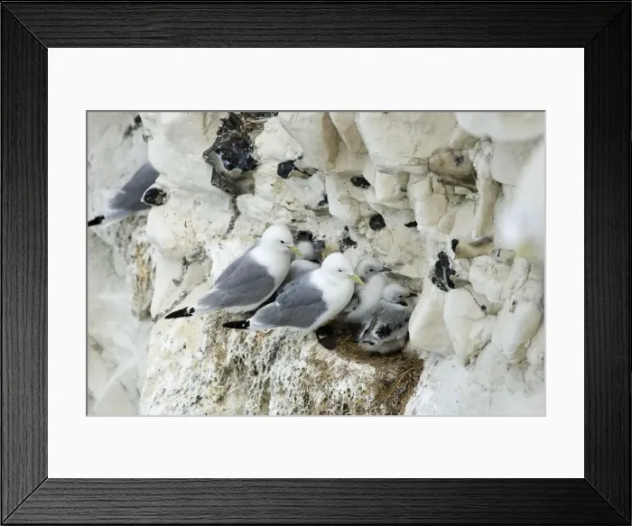 Framed Print : Kittiwake - adults and chicks on a rock ledge - South Downs - East Sussex Coast - UK Framed Print : Kittiwake - adults and chicks on a rock ledge - South Downs - East Sussex Coast - UK