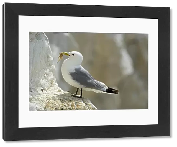 Kittiwake - adult on a ledge with nesting material - South Downs - East Sussex Coast - UK