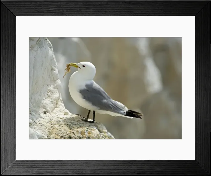 Framed Print : Kittiwake - adult on a ledge with nesting material - South Downs - East Sussex Coast - UK Framed Print : Kittiwake - adult on a ledge with nesting material - South Downs - East Sussex Coast - UK