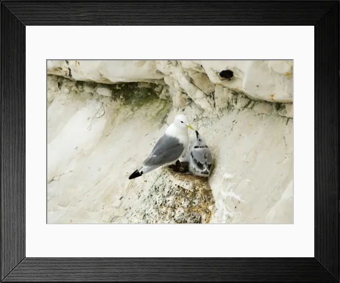 Framed Print : Kittiwake - adult and juvenile on the nest- the black bars are clearly visible on the neck of the juvenile - South Downs - East Sussex Coast - UK Framed Print : Kittiwake - adult and juvenile on the nest- the black bars are clearly visible on the neck of the juvenile - South Downs - East Sussex Coast - UK