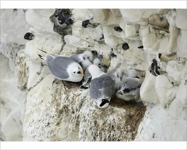 Kittiwake - adults arguing whilst their chicks huddle together - South Downs - East Sussex Coast - UK