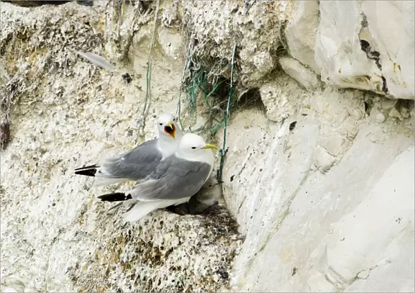 Kittiwake - two adults on the nest with fishing net being used for nesting material - South Downs - East Sussex Coast - UK