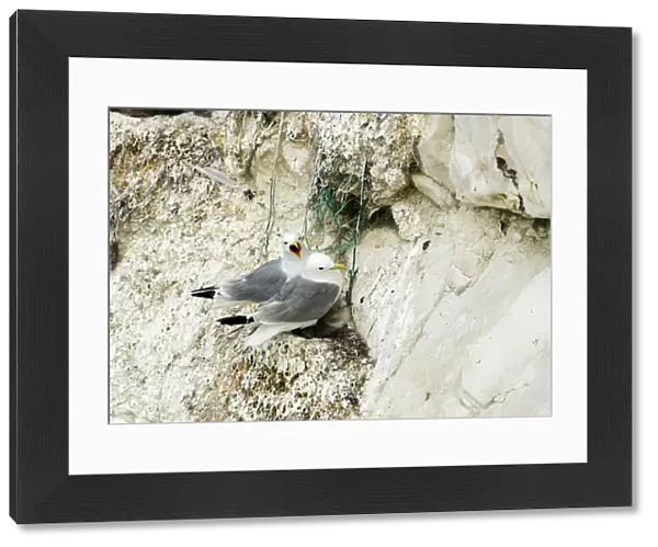 Kittiwake - two adults on the nest with fishing net being used for nesting material - South Downs - East Sussex Coast - UK