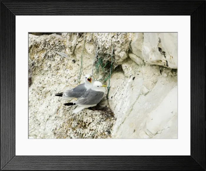 Framed Print : Kittiwake - two adults on the nest with fishing net being used for nesting material - South Downs - East Sussex Coast - UK Framed Print : Kittiwake - two adults on the nest with fishing net being used for nesting material - South Downs - East Sussex Coast - UK