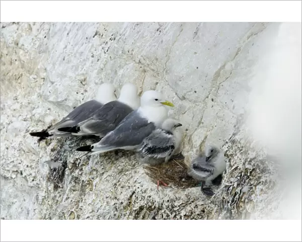 Kittiwake - three adults and two chicks perched in a row on a rock ledge - South Downs - East Sussex Coast - UK