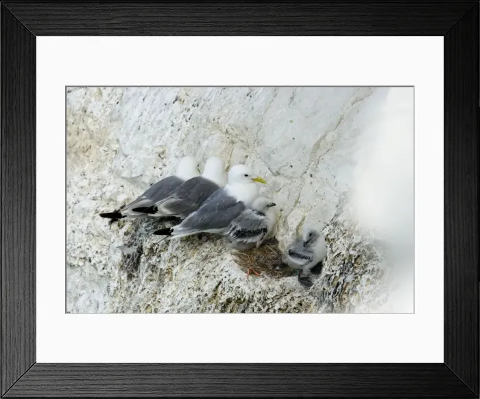 Framed Print : Kittiwake - three adults and two chicks perched in a row on a rock ledge - South Downs - East Sussex Coast - UK Framed Print : Kittiwake - three adults and two chicks perched in a row on a rock ledge - South Downs - East Sussex Coast - UK