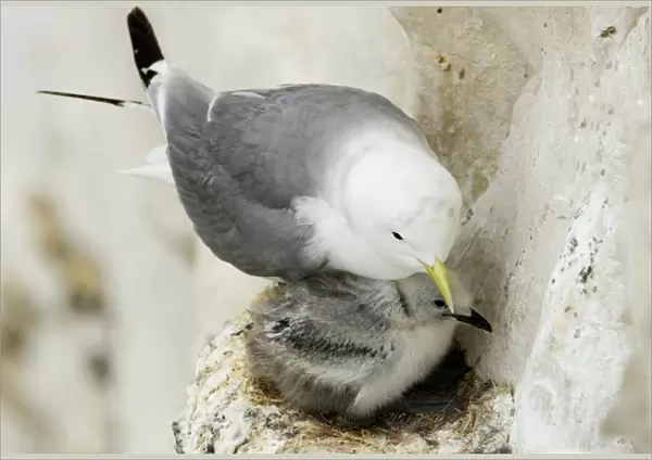 Kittiwake - adult and chick on the nest - South Downs - East Sussex Coast - UK