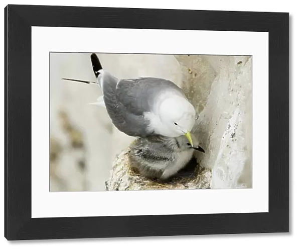 Kittiwake - adult and chick on the nest - South Downs - East Sussex Coast - UK