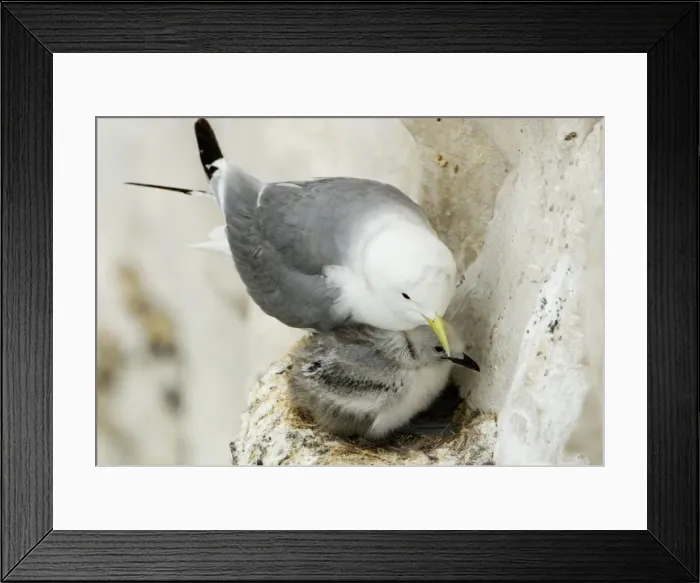 Framed Print : Kittiwake - adult and chick on the nest - South Downs - East Sussex Coast - UK Framed Print : Kittiwake - adult and chick on the nest - South Downs - East Sussex Coast - UK
