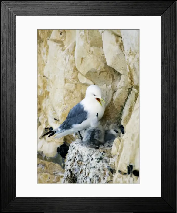Framed Print : Kittiwake - chick begging for food from an adult on the nest - South Downs - East Sussex Coast - UK Framed Print : Kittiwake - chick begging for food from an adult on the nest - South Downs - East Sussex Coast - UK