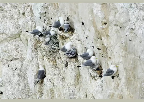 Kittiwake - nesting on the chalk cliffs - South Downs - East Sussex Coast - UK