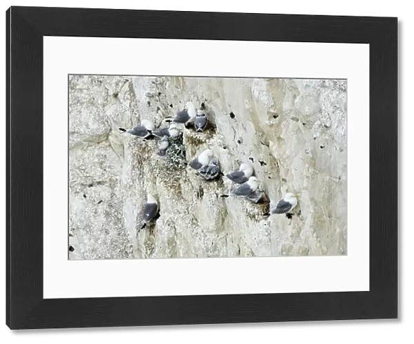 Kittiwake - nesting on the chalk cliffs - South Downs - East Sussex Coast - UK