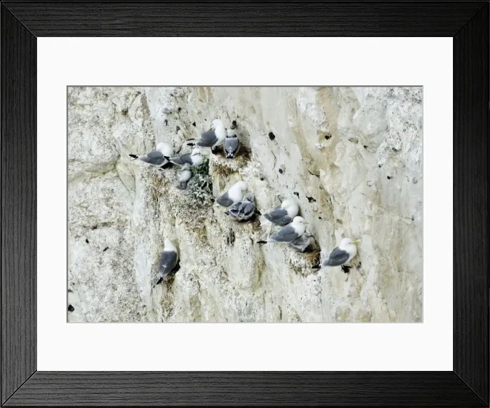 Framed Print : Kittiwake - nesting on the chalk cliffs - South Downs - East Sussex Coast - UK Framed Print : Kittiwake - nesting on the chalk cliffs - South Downs - East Sussex Coast - UK