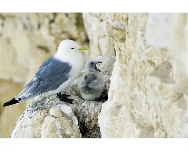 Kittiwake - adult and chick on the nest ledge - the juvenile has its bill wide open - South Downs - East Sussex Coast - UK