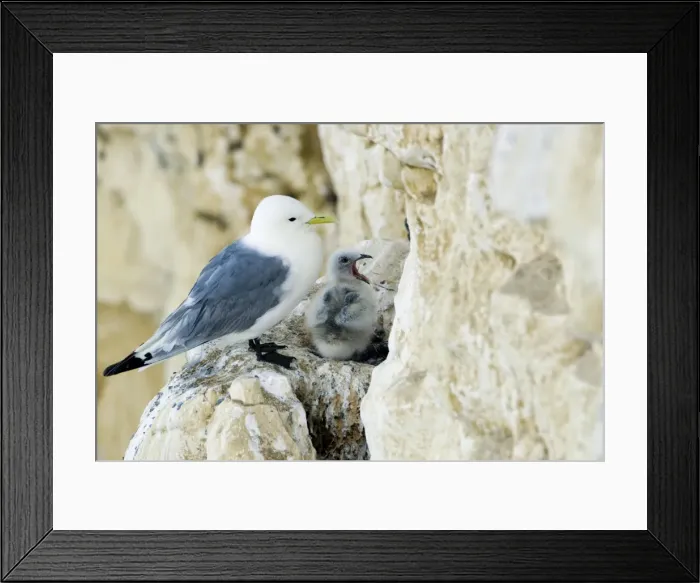 Framed Print : Kittiwake - adult and chick on the nest ledge - the juvenile has its bill wide open - South Downs - East Sussex Coast - UK Framed Print : Kittiwake - adult and chick on the nest ledge - the juvenile has its bill wide open - South Downs - East Sussex Coast - UK