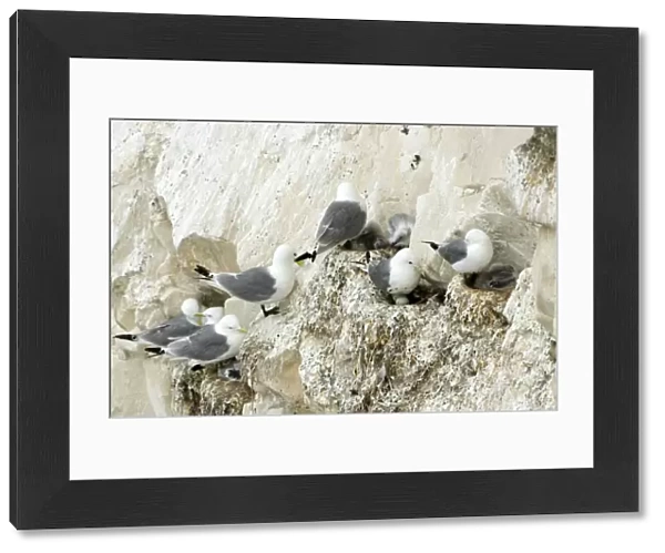 Kittiwake - various birds on their nests with chicks and eggs - South Downs - East Sussex Coast - UK