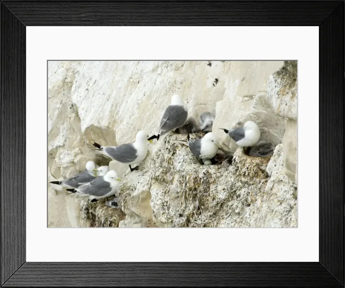 Framed Print : Kittiwake - various birds on their nests with chicks and eggs - South Downs - East Sussex Coast - UK Framed Print : Kittiwake - various birds on their nests with chicks and eggs - South Downs - East Sussex Coast - UK