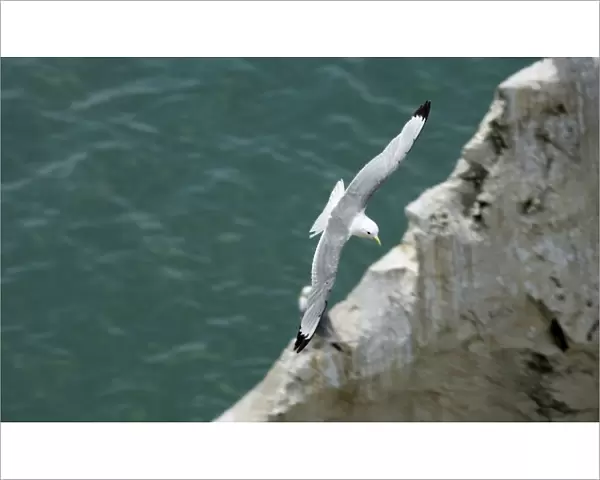 Kittiwake - adult in flight over the ocean - South Downs - East Sussex Coast - UK