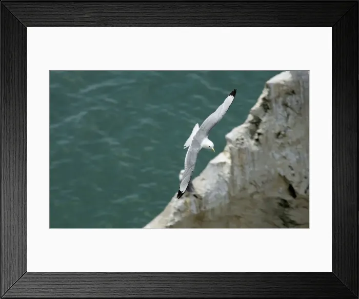 Framed Print : Kittiwake - adult in flight over the ocean - South Downs - East Sussex Coast - UK Framed Print : Kittiwake - adult in flight over the ocean - South Downs - East Sussex Coast - UK