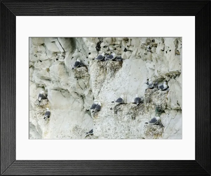 Framed Print : Kittiwake - nesting on the chalk cliffs - South Downs - East Sussex Coast - UK Framed Print : Kittiwake - nesting on the chalk cliffs - South Downs - East Sussex Coast - UK