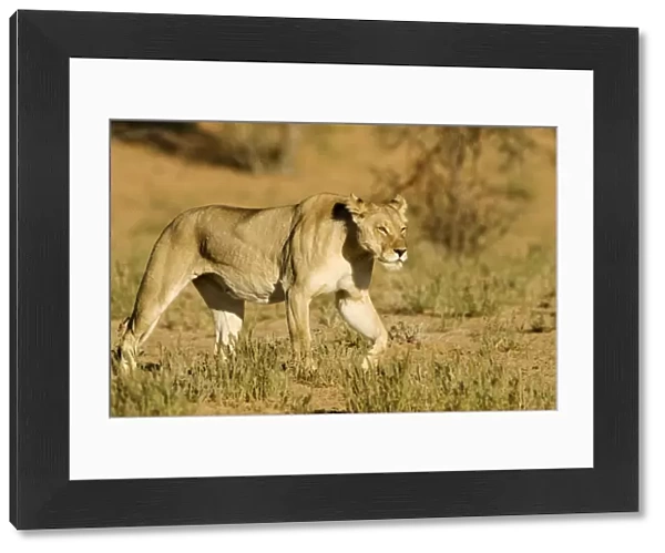 Lion - female - Kgalagadi Transfrontier Park - Kalahari - South Africa - Africa