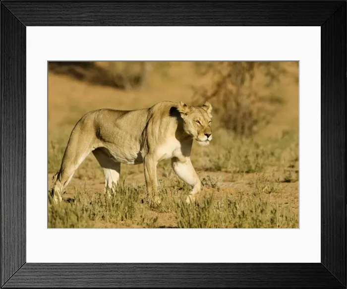 Framed Print : Lion - female - Kgalagadi Transfrontier Park - Kalahari - South Africa - Africa