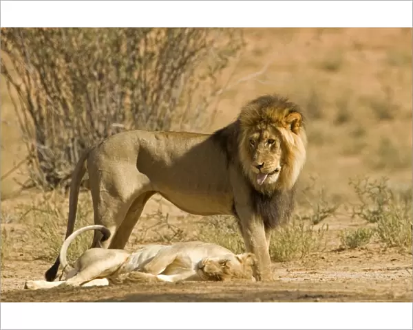 Lion - male standing above the female after mating - Kgalagadi Transfrontier Park - Kalahari - South Africa - Africa