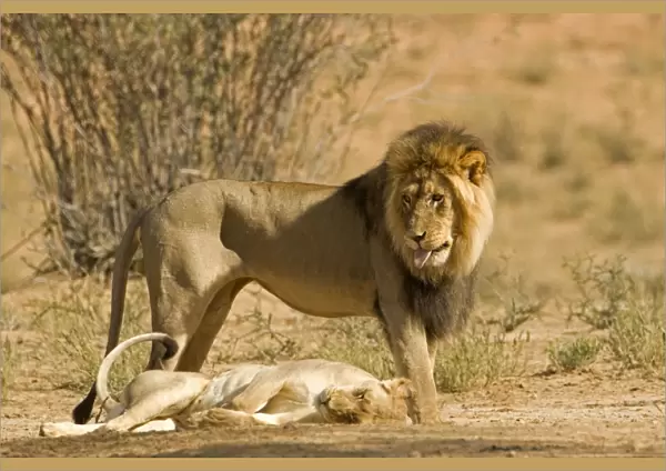 Lion - male standing above the female after mating - Kgalagadi Transfrontier Park - Kalahari - South Africa - Africa