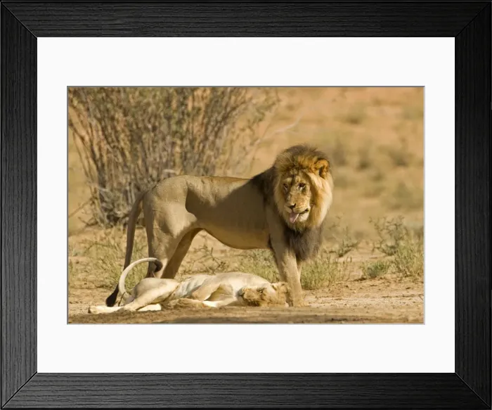 Framed Print : Lion - male standing above the female after mating - Kgalagadi Transfrontier Park - Kalahari - South Africa - Africa Framed Print : Lion - male standing above the female after mating - Kgalagadi Transfrontier Park - Kalahari - South Africa - Africa