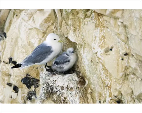 Kittiwake - adult on the nest with a single juvenile - South Downs - East Sussex Coast - UK