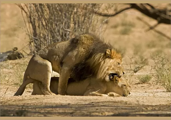 Lion - mating pair with the male biting the head and neck of the female - Kgalagadi Transfrontier Park - Kalahari - South Africa - Africa