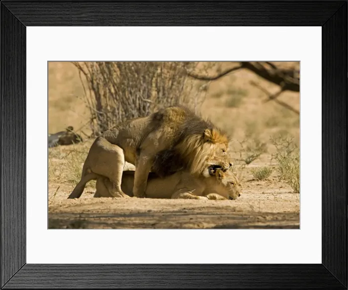 Framed Print : Lion - mating pair with the male biting the head and neck of the female - Kgalagadi Transfrontier Park - Kalahari - South Africa - Africa Framed Print : Lion - mating pair with the male biting the head and neck of the female - Kgalagadi Transfrontier Park - Kalahari - South Africa - Africa