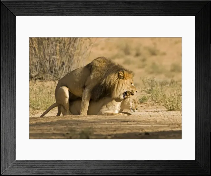 Framed Print : Lion - pair mating with the male snarling and biting the females head and neck Kgalagadi Transfrontier Park - Kalahari - South Africa - Africa Framed Print : Lion - pair mating with the male snarling and biting the females head and neck Kgalagadi Transfrontier Park - Kalahari - South Africa - Africa