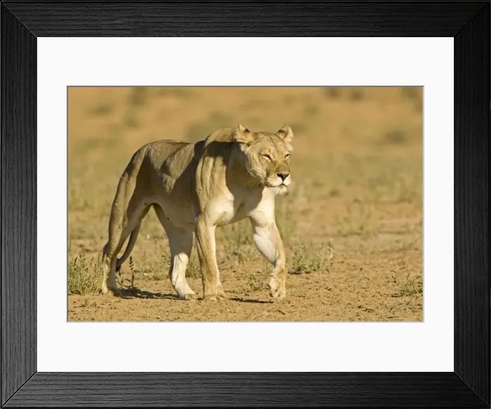 Framed Print : Lion - female - Kgalagadi Transfrontier Park - Kalahari - South Africa - Africa Framed Print : Lion - female - Kgalagadi Transfrontier Park - Kalahari - South Africa - Africa