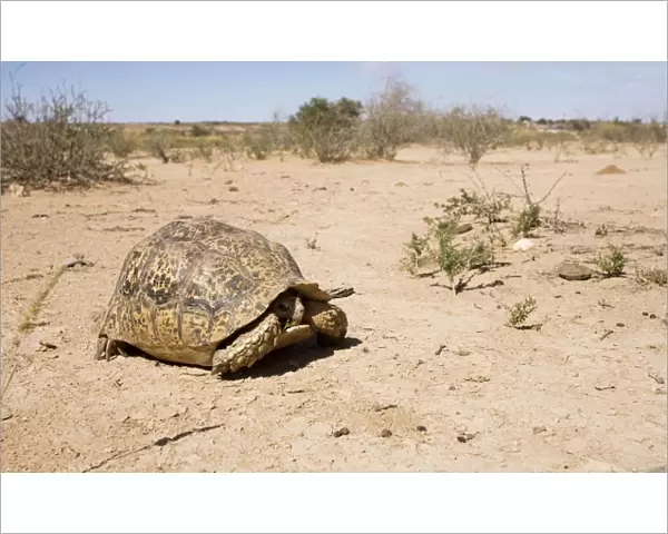 Leopard Tortoise - peering from within its shell - Kalahari Desert - Kgalagadi National Park - South Africa