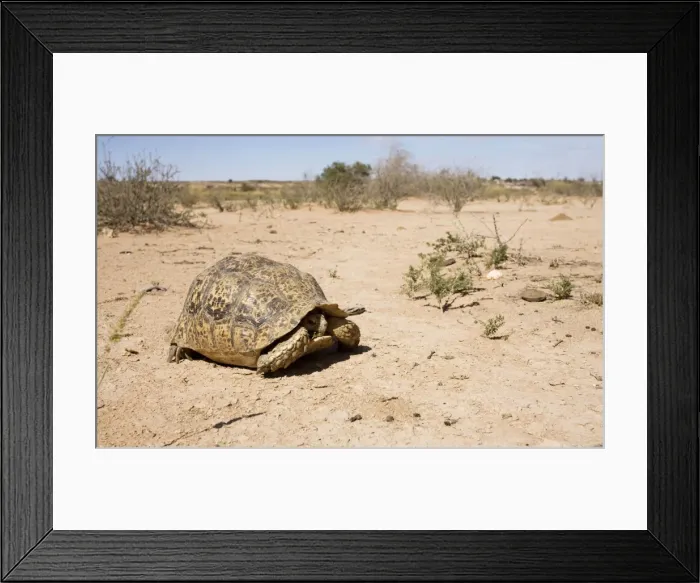 Framed Print : Leopard Tortoise - peering from within its shell - Kalahari Desert - Kgalagadi National Park - South Africa Framed Print : Leopard Tortoise - peering from within its shell - Kalahari Desert - Kgalagadi National Park - South Africa