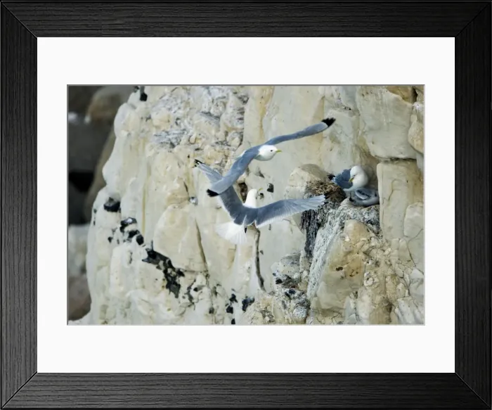 Framed Print : Kittiwake - adult approaching the nest whilst a second bird flies by - South Downs - East Sussex Coast - UK Framed Print : Kittiwake - adult approaching the nest whilst a second bird flies by - South Downs - East Sussex Coast - UK