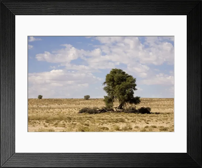 Framed Print : Clouds over typical Kalahari Scenery - Kalahari Desert - Kgalagadi National Park - South Africa