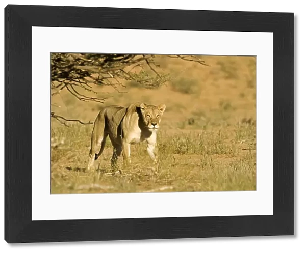 Lion - female emerging from behind a bush - Kgalagadi Transfrontier Park - Kalahari - South Africa - Africa