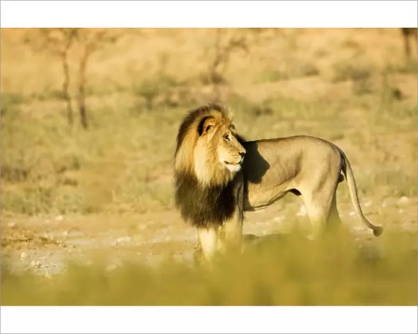 Lion - male with a black mane in early morning light - Kgalagadi Transfrontier Park - Kalahari - South Africa - Africa