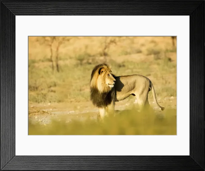 Framed Print : Lion - male with a black mane in early morning light - Kgalagadi Transfrontier Park - Kalahari - South Africa - Africa Framed Print : Lion - male with a black mane in early morning light - Kgalagadi Transfrontier Park - Kalahari - South Africa - Africa