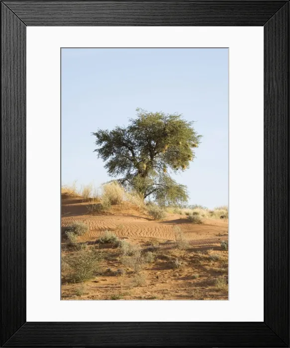 Framed Print : Tree on typical Kalahari Dune - Kalahari Desert - Kgalagadi National Park - South Africa Framed Print : Tree on typical Kalahari Dune - Kalahari Desert - Kgalagadi National Park - South Africa