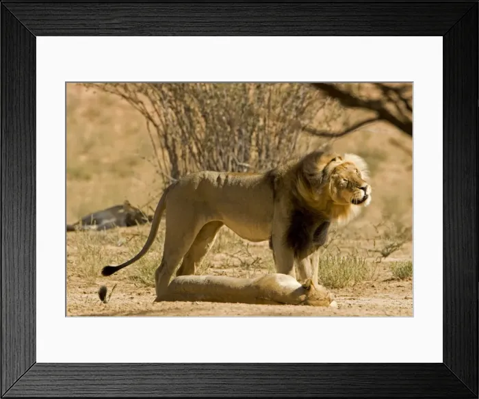 Framed Print : Lion - male shakes his head whilst standing over a female after mating - Kgalagadi Transfrontier Park - Kalahari - South Africa - Africa Framed Print : Lion - male shakes his head whilst standing over a female after mating - Kgalagadi Transfrontier Park - Kalahari - South Africa - Africa