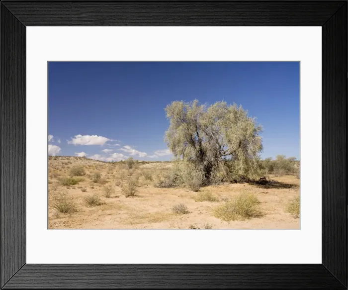 Framed Print : Tree on typical Kalahari Dune - Kalahari Desert - Kgalagadi National Park - South Africa