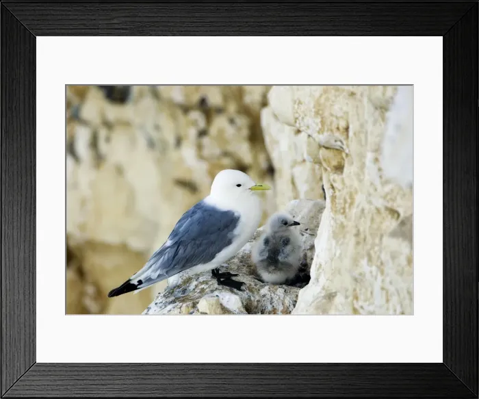 Framed Print : Kittiwake - adult and chick on the nest - South Downs - East Sussex Coast - UK