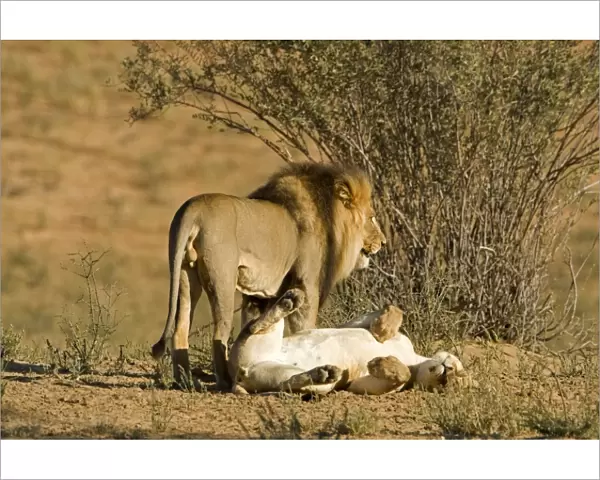 Lion - mating pair - the male standing over the female after mating - Kgalagadi Transfrontier Park - Kalahari - South Africa - Africa