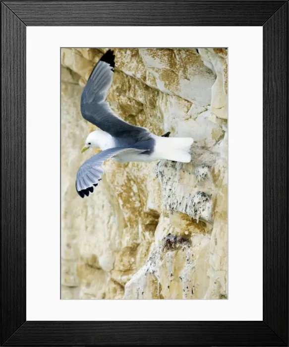 Framed Print : Kittiwake - launching itself into flight from a rock ledge- South Downs - East Sussex Coast - UK Framed Print : Kittiwake - launching itself into flight from a rock ledge- South Downs - East Sussex Coast - UK