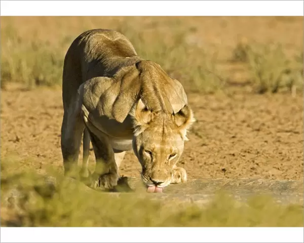 Lion - female drinking - Kgalagadi Transfrontier Park - Kalahari - South Africa - Africa