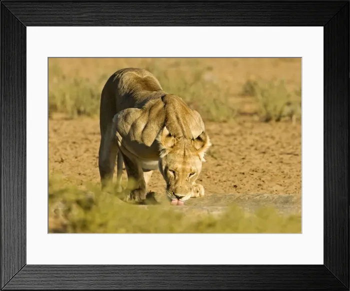 Framed Print : Lion - female drinking - Kgalagadi Transfrontier Park - Kalahari - South Africa - Africa